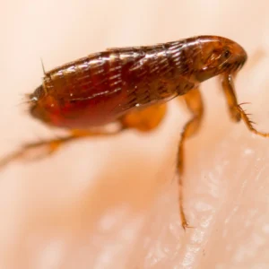 Traitement des puces