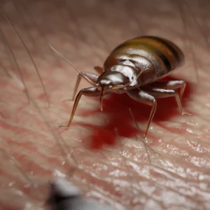 Traitement des punaises de lit