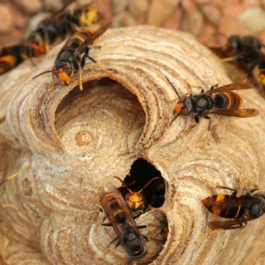 Destruction nid de frelons