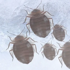 Complément de traitement des punaises de lit