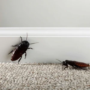 Traitement blattes & cafards