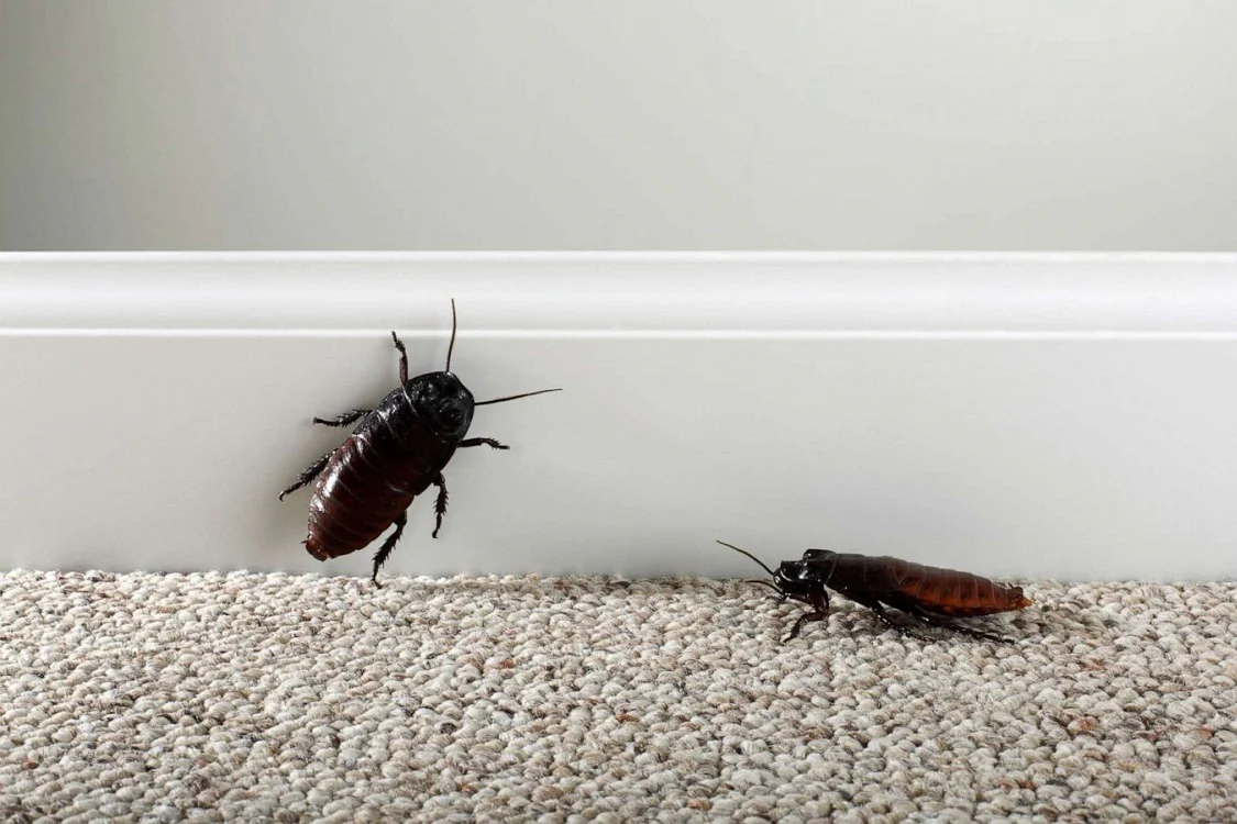 Traitement blattes & cafards