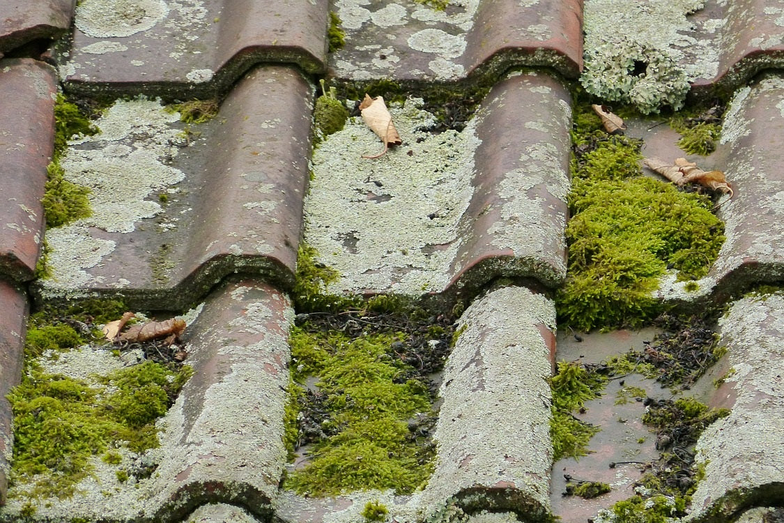 Traitement et entretien des toitures